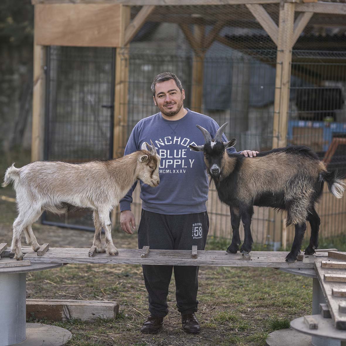 homme avec chevres